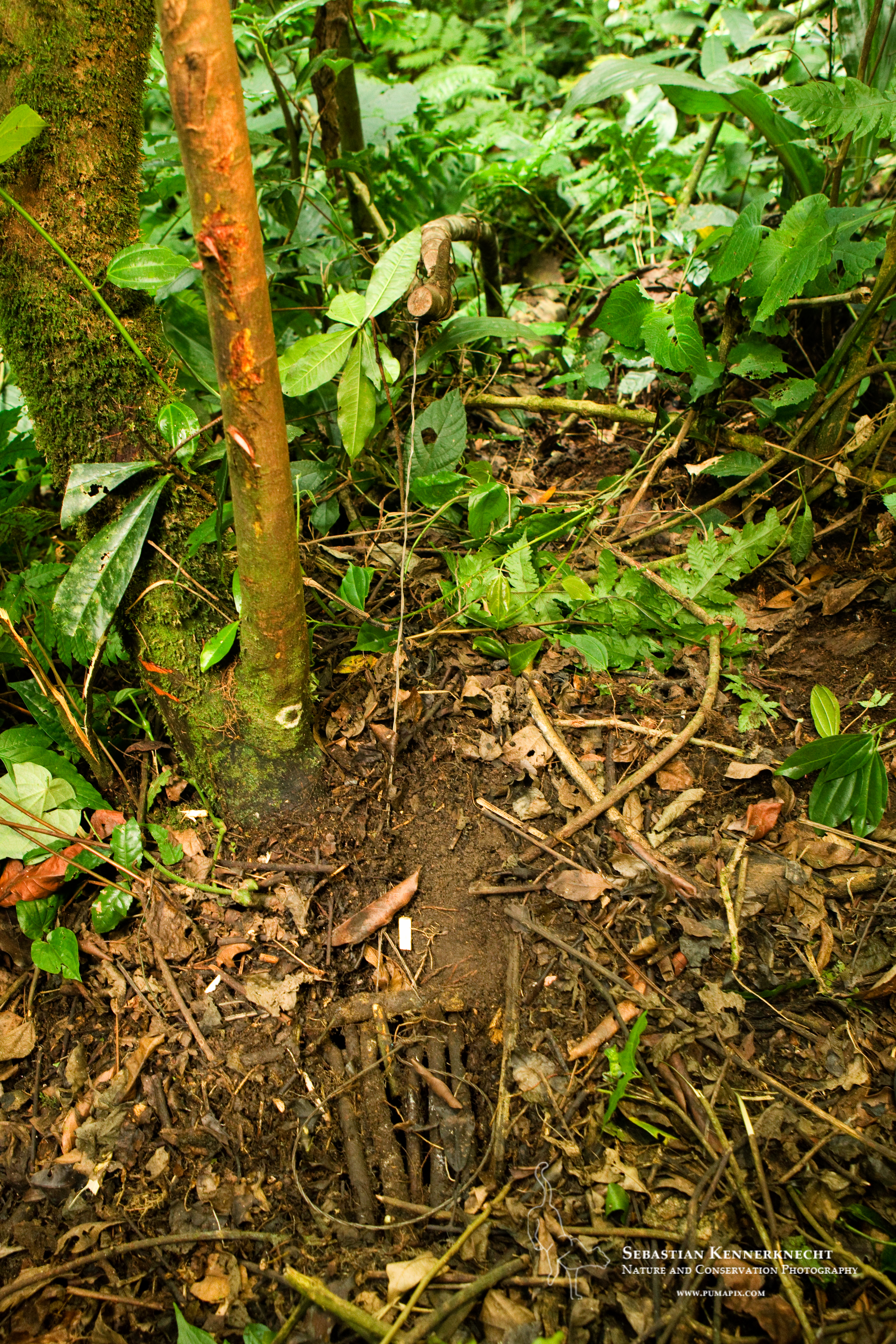 Image 5_wire foot snare.jpg